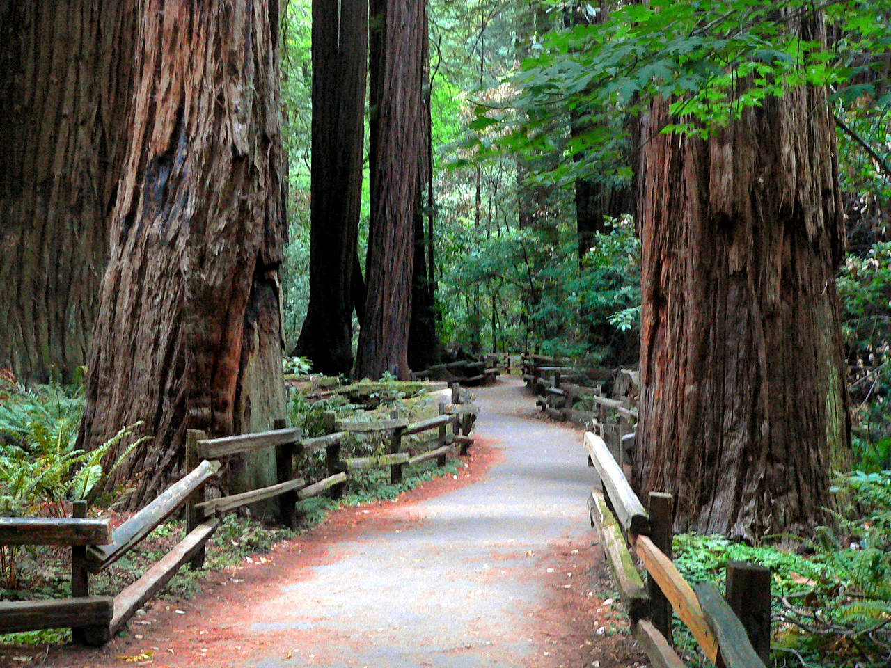 Muir Woods National Monument Fotos Kalifornien mit Bildergalerie