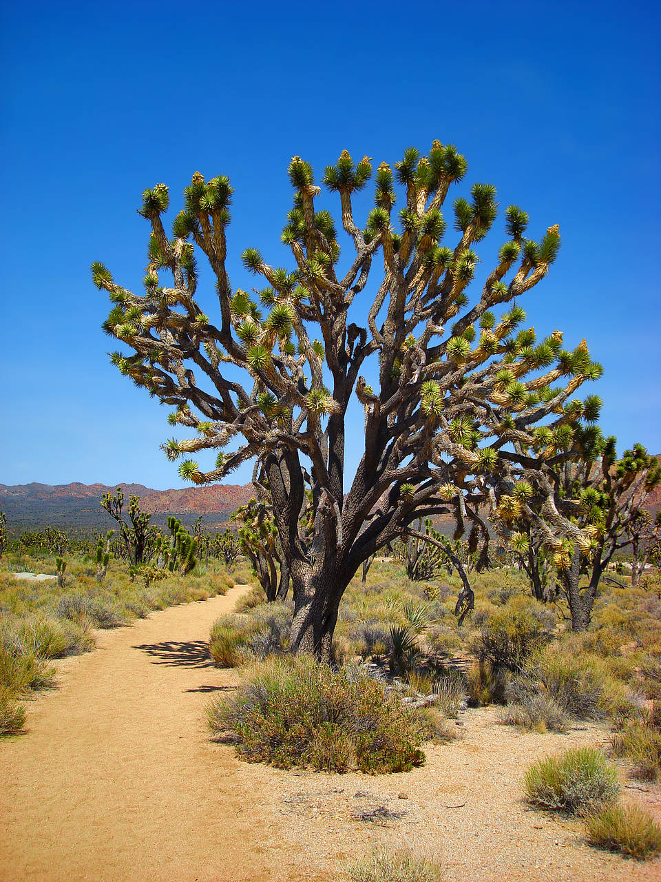  Fotografie Sehenswürdigkeit  Kalifornien Joshua Tree im gleichnamigen Park