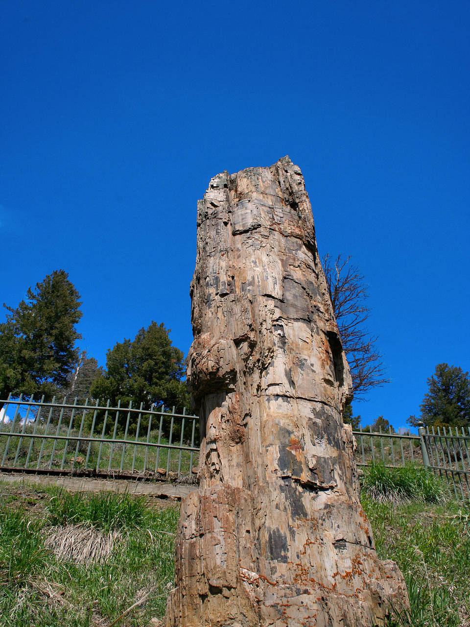  Fotografie Reiseführer  Ein fossiler Redwood Tree