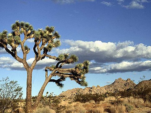 Joshua Tree NP Bild Sehenswürdigkeit  