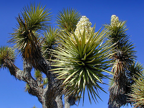 Joshua Tree NP Fotografie von Citysam  Die Joshua Trees blühen von April bis Mai