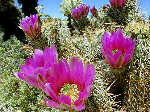 Joshua Tree NP Foto Attraktion  