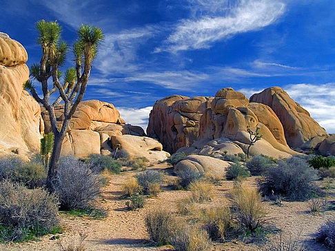 Joshua Tree NP Bild Reiseführer  Kalifornien 