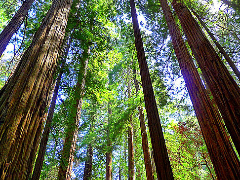 Muir Woods National Monument Foto Sehenswürdigkeit  