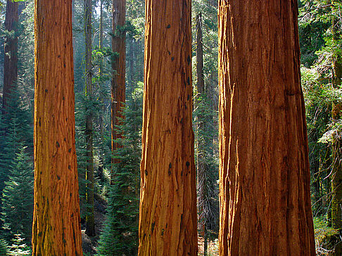 Redwood NP Ansicht von Citysam  Mammutbäume im Redwood National Park