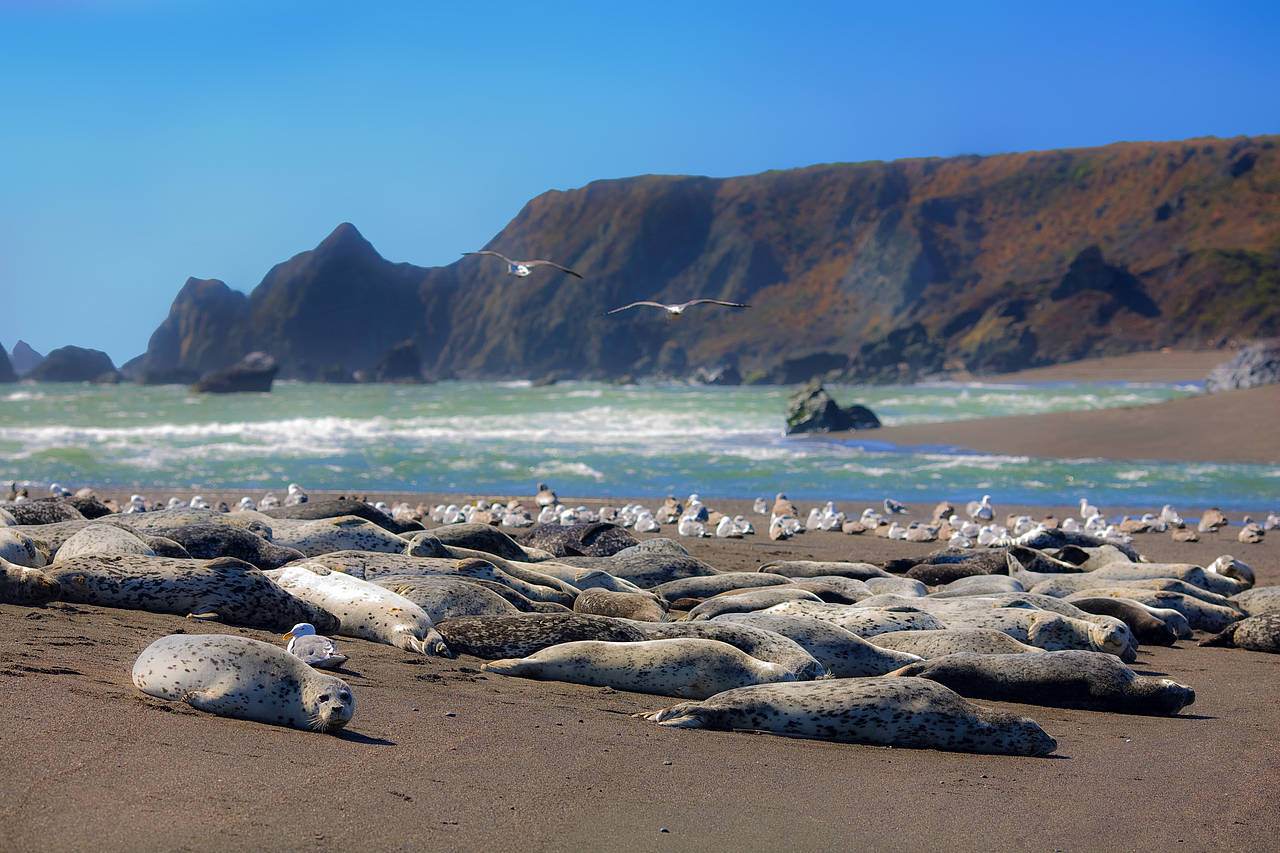 Bodega Bay