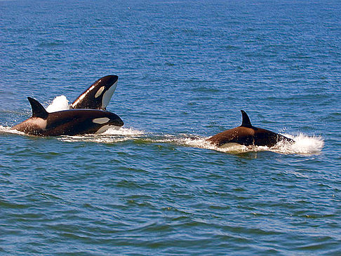 Bodega Bay Foto 