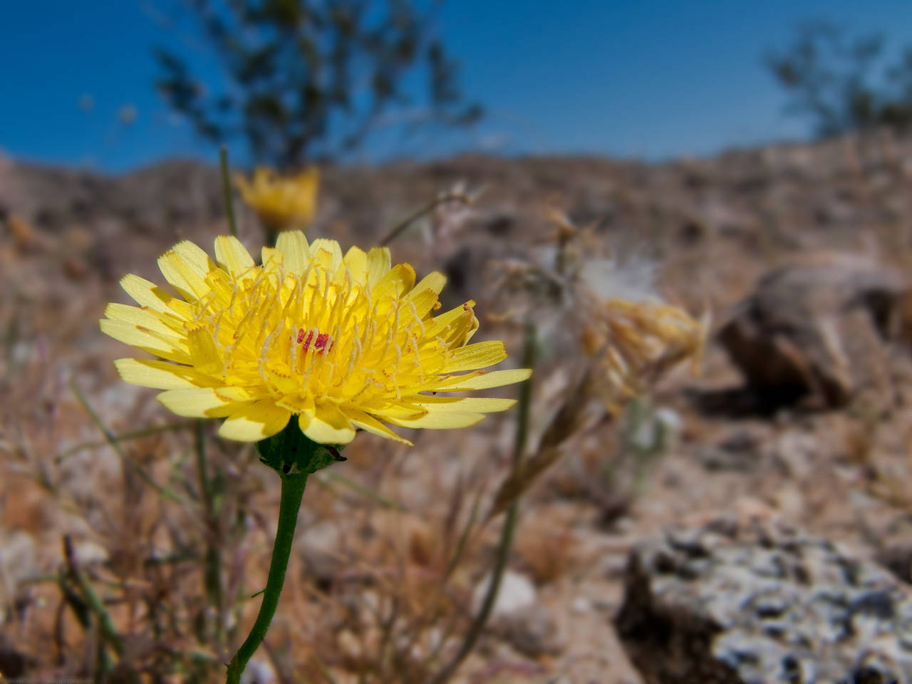 Anza Borrego Desert SP Fotos