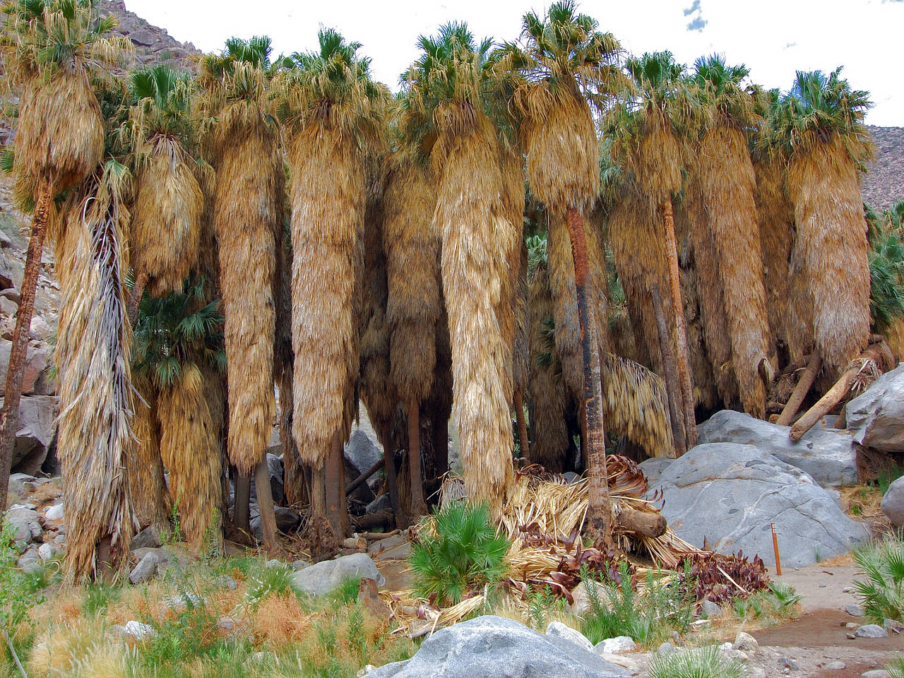 Anza Borrego Desert SP Foto 