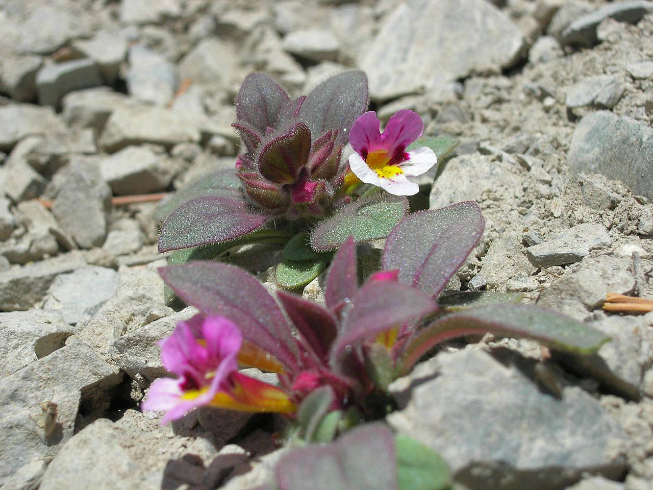 Death Valley NP Foto 