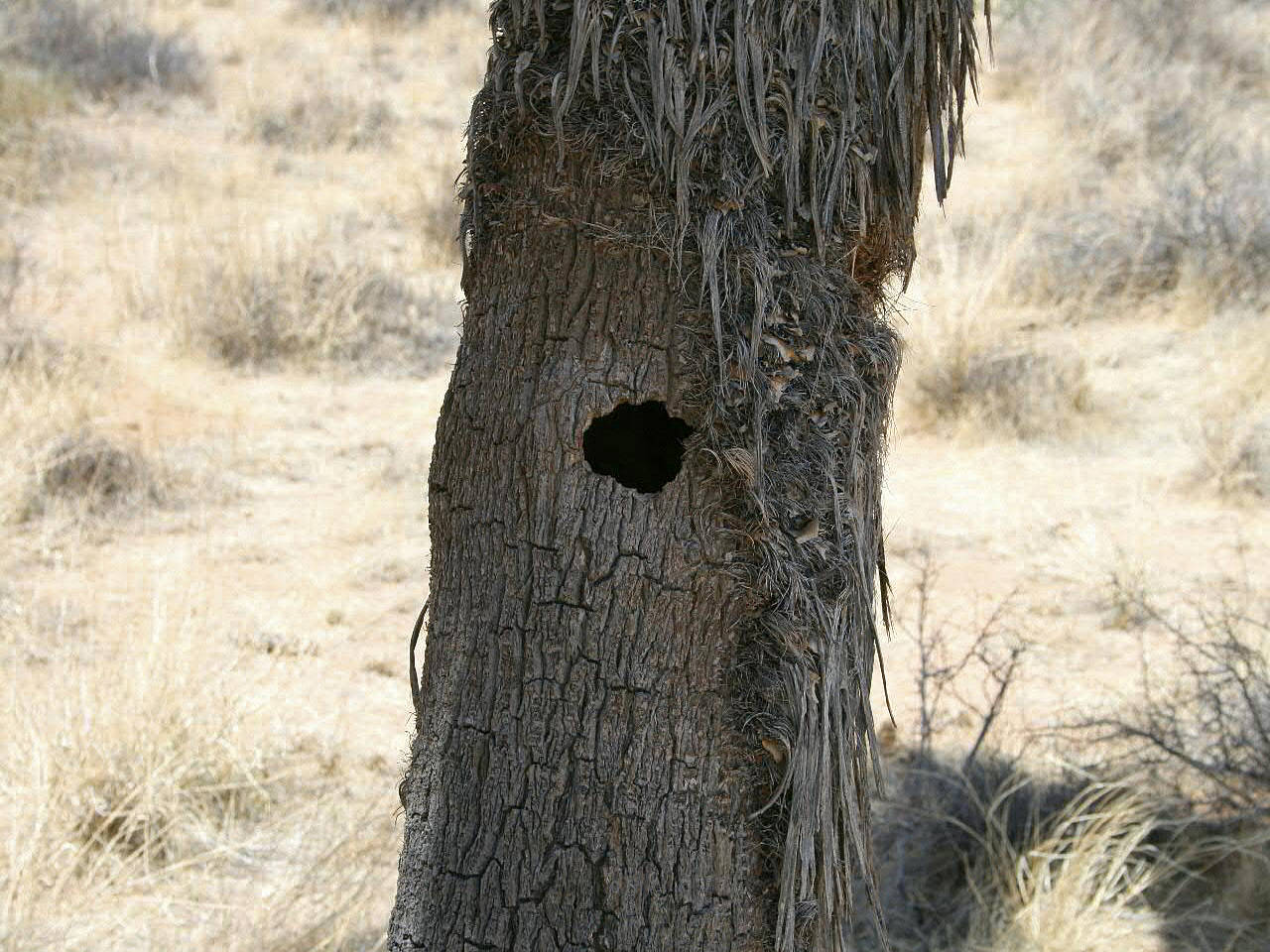 Joshua Tree NP Foto 