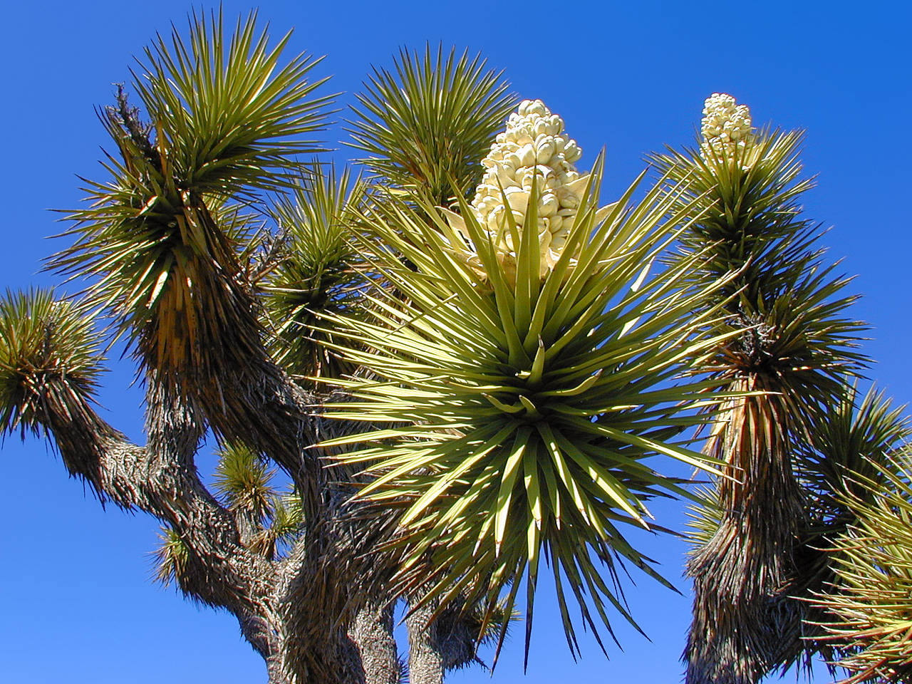 Joshua Tree NP Foto 