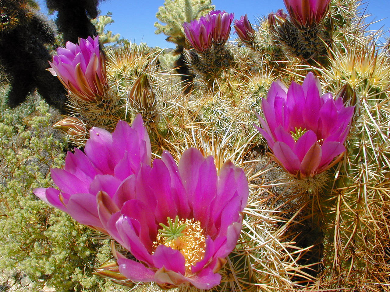 Foto Joshua Tree NP - 