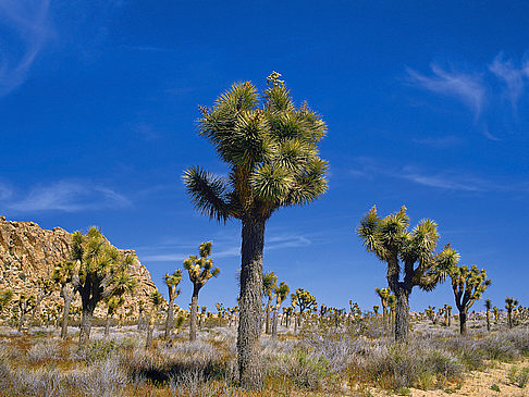 Joshua Tree NP