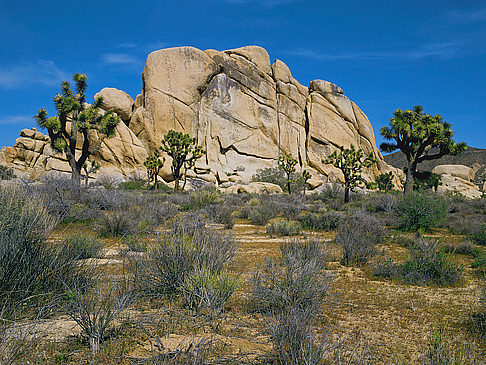 Foto Joshua Tree NP