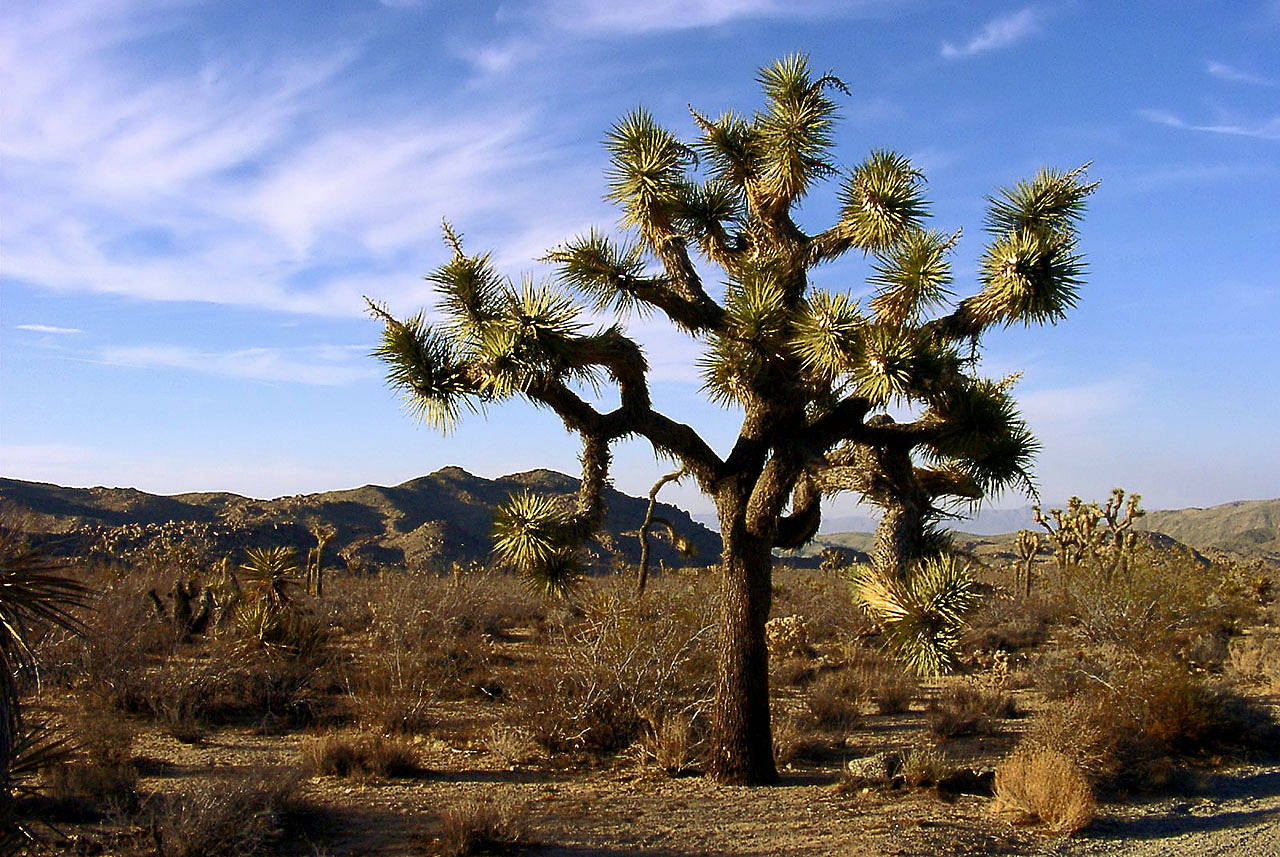 Fotos Joshua Tree NP | 