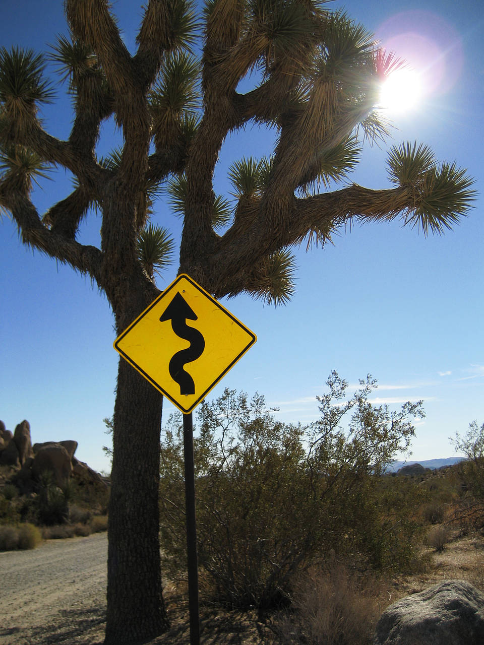 Joshua Tree NP Foto 