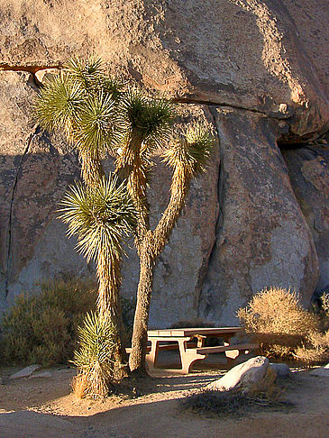 Joshua Tree NP