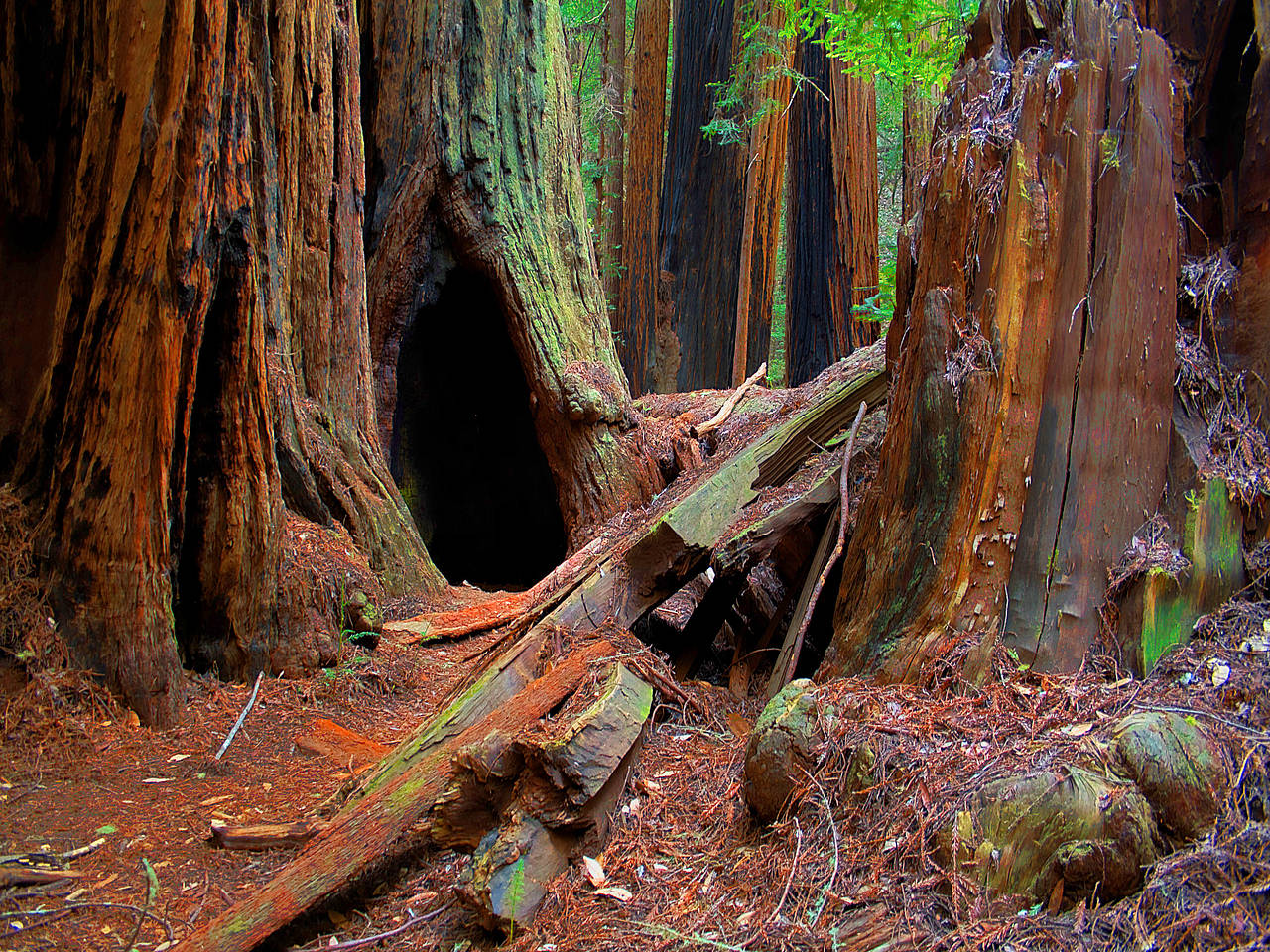 Fotos Muir Woods National Monument