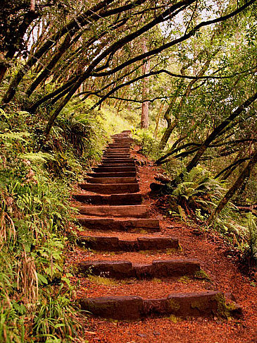 Fotos Muir Woods National Monument | Mill Valley