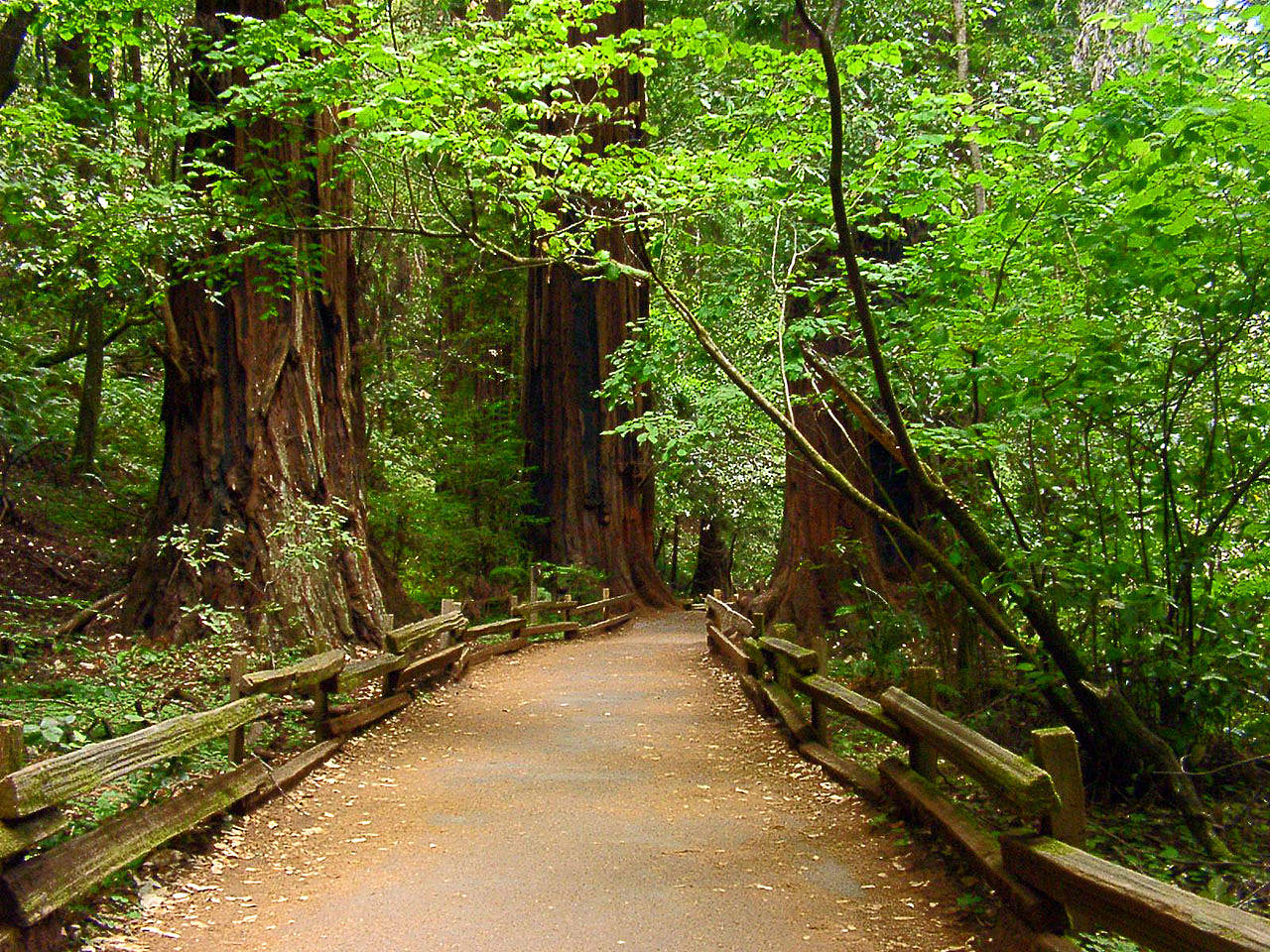 Muir Woods National Monument