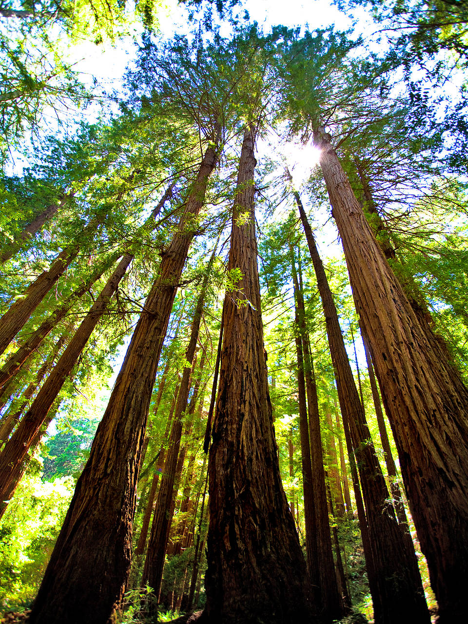 Foto Muir Woods National Monument - Mill Valley