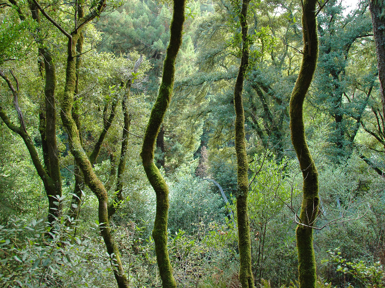 Foto Muir Woods National Monument - Mill Valley