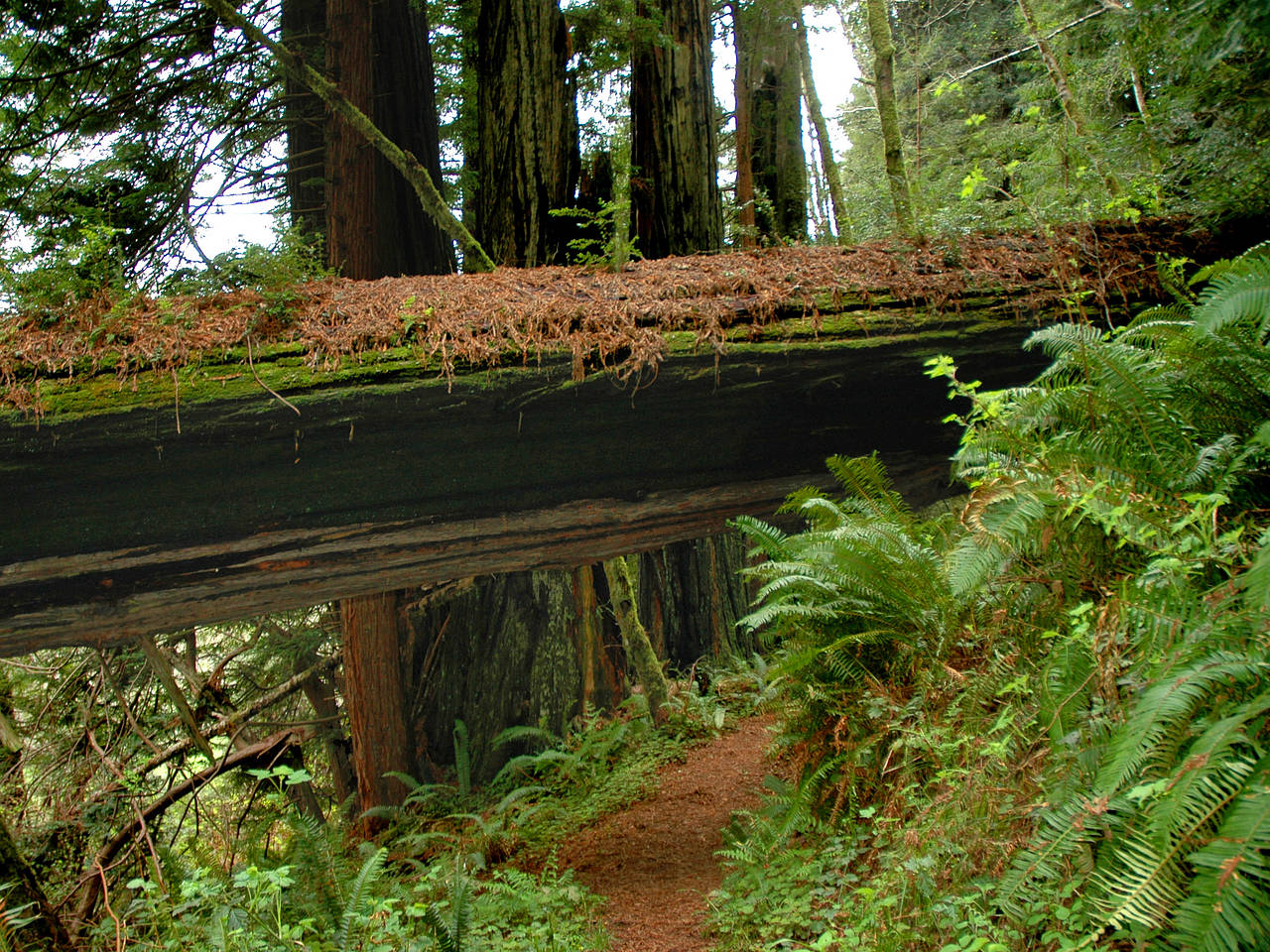 Redwood NP