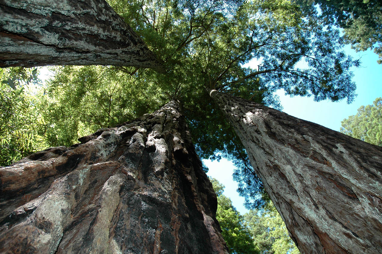 Foto Redwood NP - 