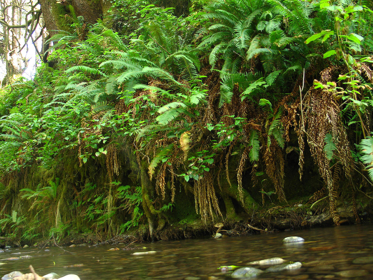 Redwood NP