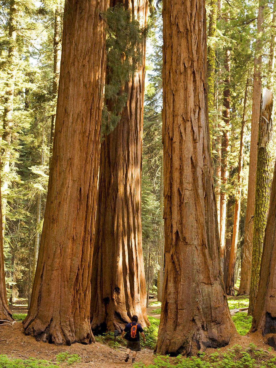 Foto Sequoia NP