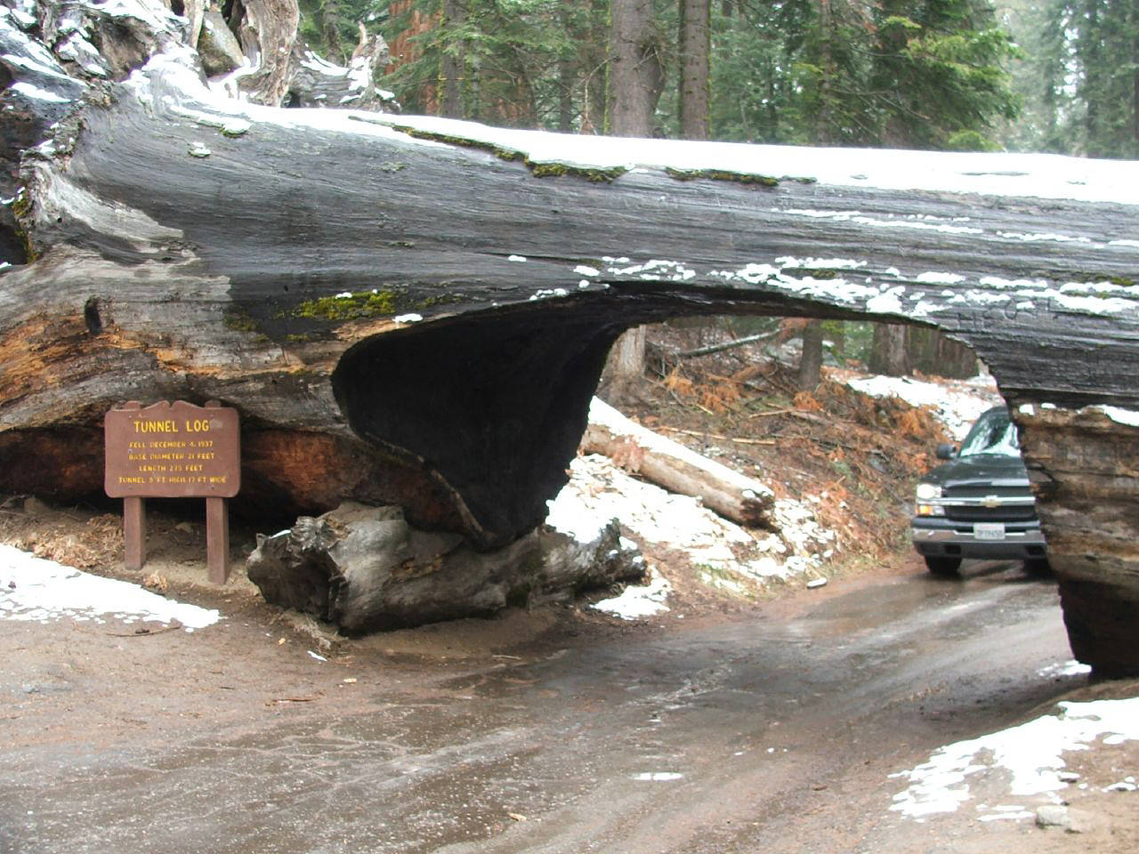 Sequoia NP