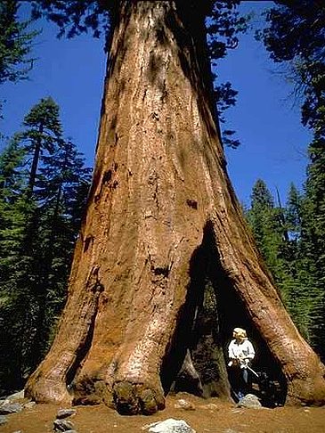 Fotos Yosemite NP