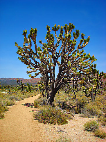 Mojave Desert National Preserve - Kalifornien (Barstow)