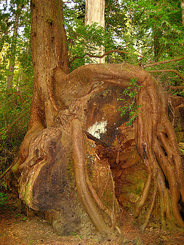 Redwood NP - Kalifornien ()